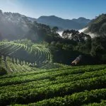 Driving Decarbonization: A Comprehensive GHG Inventory and Roadmap for Agroforestry Sector 3 Terraced highland farmland in mist