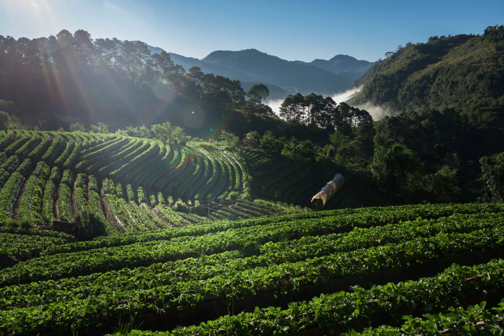 Driving Decarbonization: A Comprehensive GHG Inventory and Roadmap for Agroforestry Sector 1 Terraced highland farmland in mist