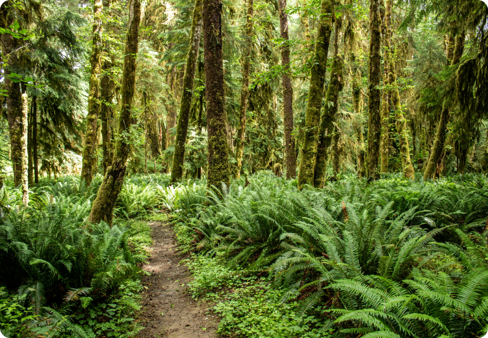 TruMRV 68 forest in Indonesia