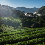 Driving Decarbonization: A Comprehensive GHG Inventory and Roadmap for Agroforestry Sector 3 Terraced highland farmland in mist
