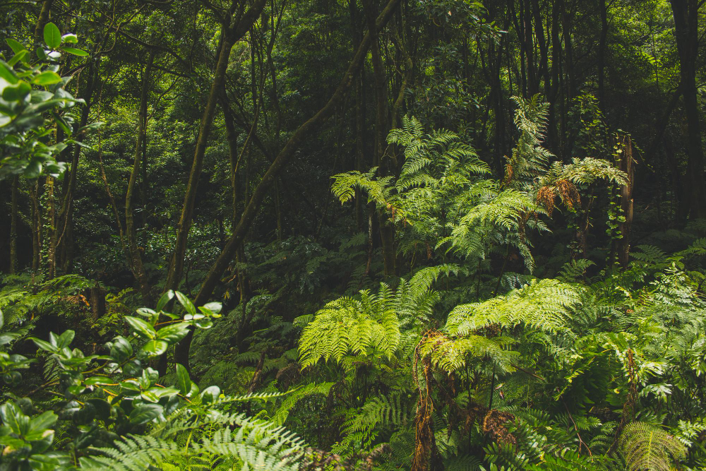 Bringing Life Back to Kapuas Sibau Forests 1 nature-based carbon project